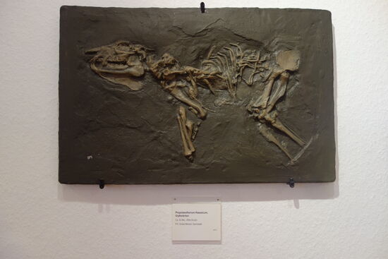 Urpferdchen - Grube Messel (Nachbildung)