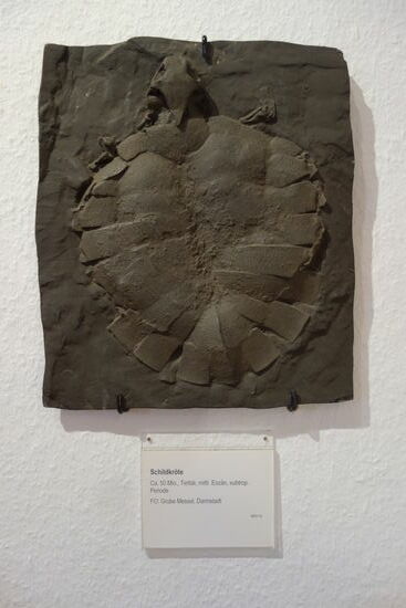 Schildkröte - Grube Messel Nachbildung