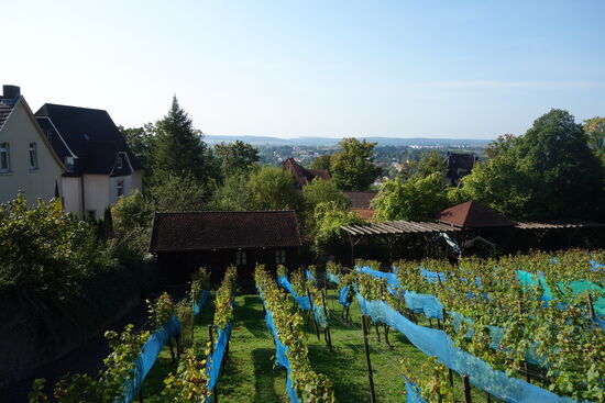 Weinbau am Frauenberg