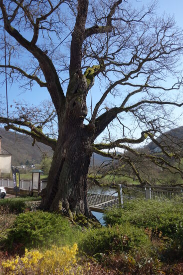 DIe sogenannte 1000-jährige Eiche wurde von Spezialisten untersucht und auf ca. 350 Jahre geschätzt. Zu Zeiten der Germanen fanden hier Gerichte statt.