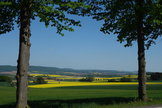 und wir fahren durch weites gelbgeflecktes Land nach Stadthagen