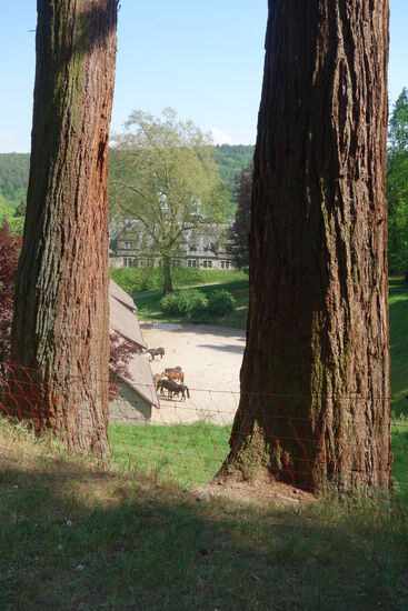 zum Rittergut gehört auch ein Trakener-Gestüt