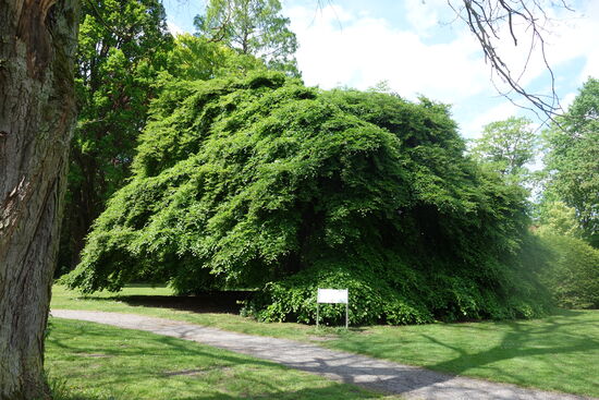 auch hier im Park finden wir wieder Süntel-Buchen