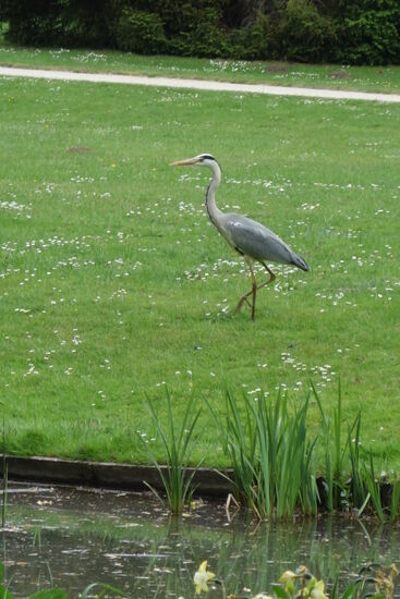 und überlassen es dem Reiher