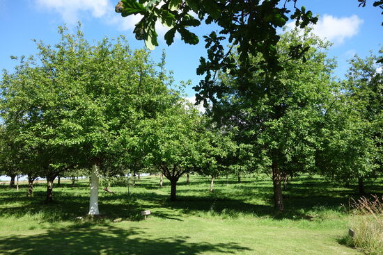 riesige Obstwiesen mit den typischen kleinen Cidreäpfeln