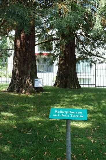 Riesenmammutbaum - Sequoiadendron giganteum