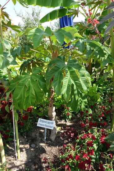 Terapanax papyrifer - chinesisher Reispapierbaum