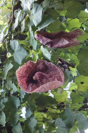 Aristolochia gigantea -Kesselfalle