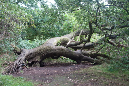 Eiche nach dem Sturm 2017 - Alter ca. 60 Jahre
Eichenalterbestimmung: Stammdurchmesser kurz über dem Erdboden in cm mal 0,8 ergibt eteas das Alter der Eiche - es geht natürlich auch über Jahresringe