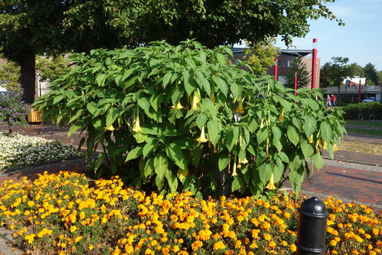 zahlreiche mächtige Trompetenbäume verdienen Bewunderung - an diese Größe reichte mein größter nicht heran!