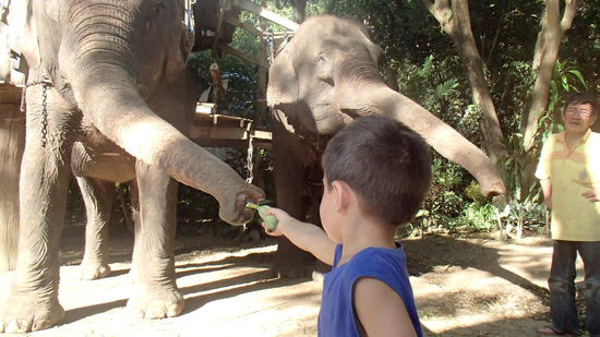 Max ganz mutig bei der Elefantenfütterung