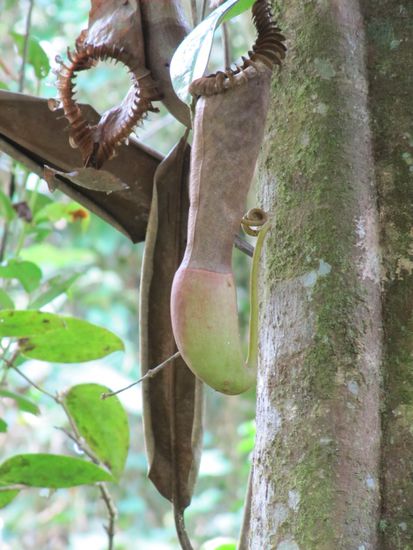 Im Botanischen Garten am Kinabalu.