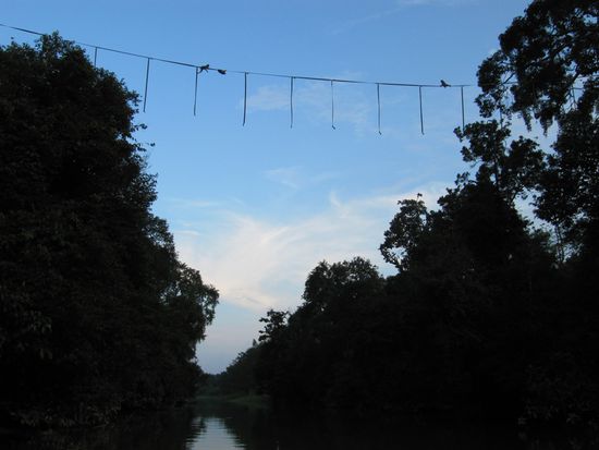 Affen beim Überqueren