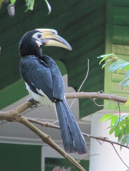 Jede Menge Hornbills