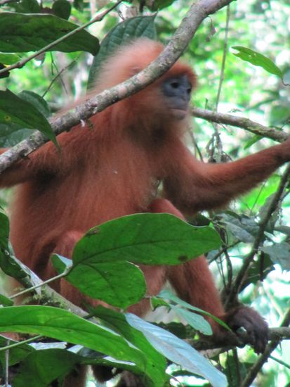 Bäume voller Affen. Welcher das ist, konnte uns keiner sagen.