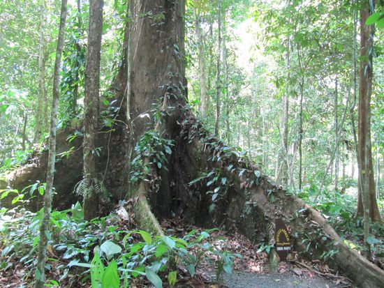 Die höchsten tropischen Bäume der Welt (88m).