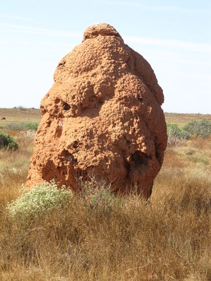 Termiten-Hügel noch und noch (die eigentlichen Besitzer von Australien)