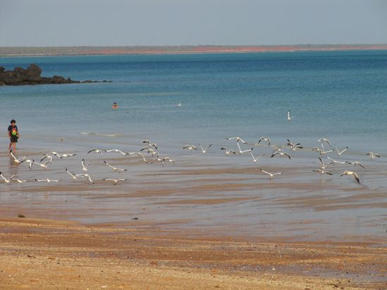 Täglich sehen wir Greifvögel, Kormorane, Kingfisher, Papageien, Kakadus und natürlich Möwen.