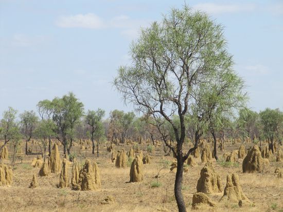 Termiten ohne Ende. Einfach unglaublich wie fleißig die sind. Es gibt diese kunstvollen Bauten in jeder Erdfarbe, in unterschiedlichster Größe, mal eher dick und breit, mal kolbig, mal schlank und hoch.