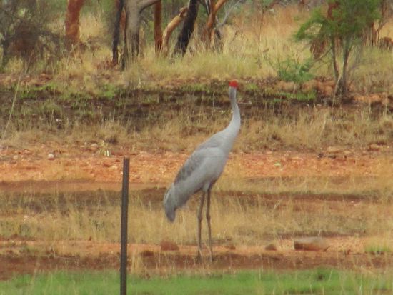 Ich glaubte, Strausse gesehen zu haben. Beim Heranpirschen ergaben sich diese Brolga (Australischer Kranich).