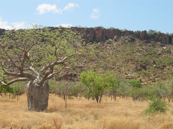Baobabbäume gibt es hier in jeder Gestalt. Oftmals ohne Blätter, aber zwischendurch gibt es sogar welche, die blühen.