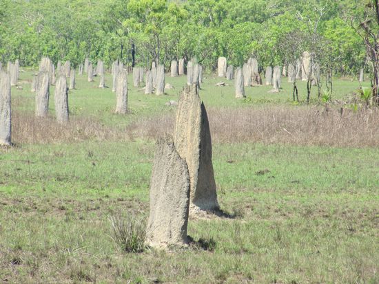 Magnetic Termite Mounds, flache, exakt in Nord-Süd-Richtung errichtete Termitenhügel, die weltweit nur hier vorkommen im Litchfield-Nationalpark.
Die Termiten verfügen offenbar über einen Magnetkompass, der ihnen erlaubt, die Hügel so zu bauen, das die Sonneneinstrahlung (wegen der Hitze) am geringsten ist.