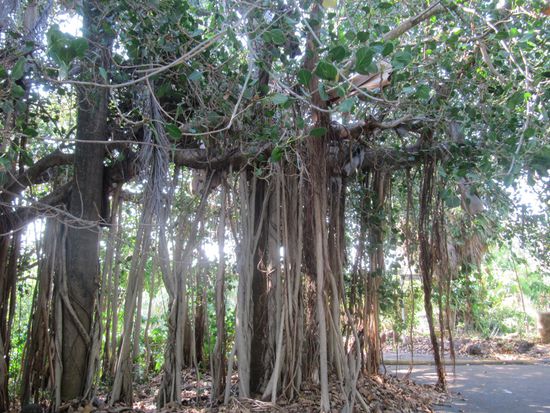 Im Botanischen Garten von Darwin
