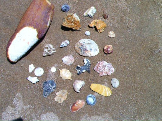 Hillos Muschelsammlung an den Stränden von Darwin