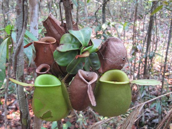 Diese Pflanzen ??? haben heilende Wirkung bei Augenkrankheiten.