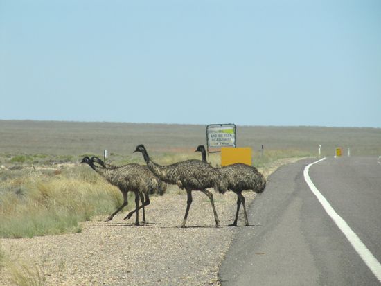 Emu-Crossing.