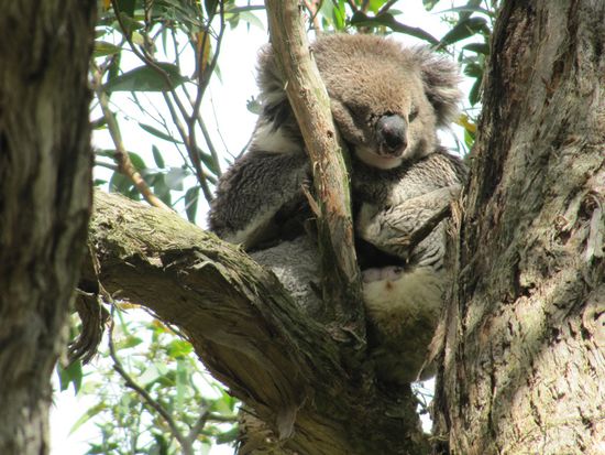 Koalas ohne Ende an der Straße zum Cape Otway Lighthouse an der Great Ocean.