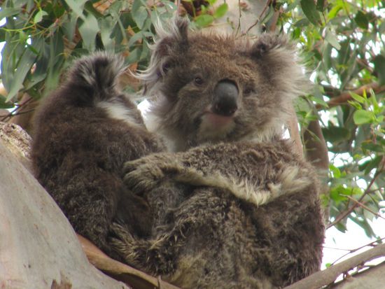 ... weils so schön ist, noch einer mit Baby.