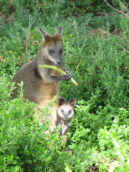 Wallaby mit Baby.