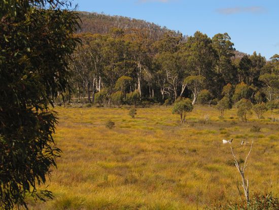 Die Wiesen sind rotbraun.
