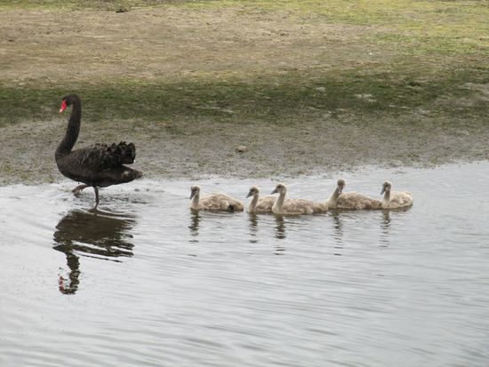 Auch schwarze Schwäne sind mal "weiß".