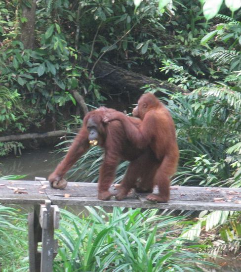 Mutter mit Sohn im Semenggoh Nature Reserve.