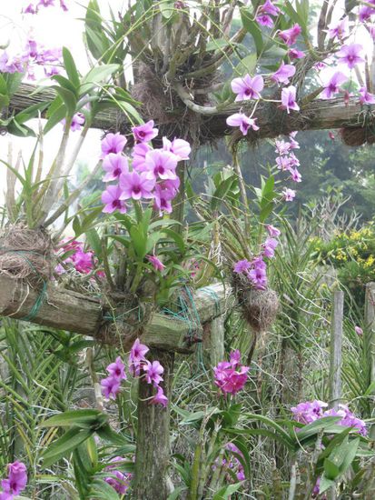 Im Orchideen-Garten. Tip: Am westlichen Ende der Waterfront mit dem Boot übersetzen.