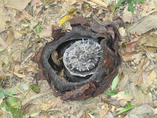 Nach unmenschlichen Anstrengungen dann eine verblühte Rafflesia. Immerhin.