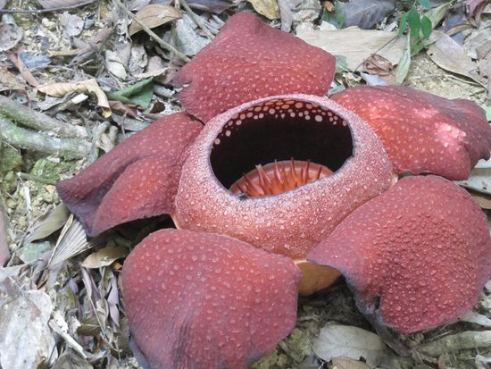 1km weiter dann endlich: Im voll entwickelten Zustand beträgt der Durchmesser der Blüten zwischen 13 Zentimeter und knapp einem Meter. Die Blüten benötigen mehrere Monate (bis zu einem Jahr) zur Entwicklung, halten dann jedoch nur wenige (4 bis 7) Tage. Hier eine am 5. Tag, schon etwas schwarz an den Rändern.