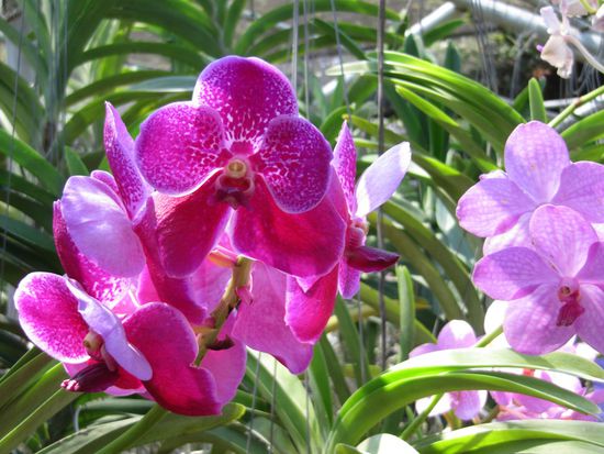 Nördlich von Chiang Mai gibt es eine Vielzahl von Orchideen-Gärten ...