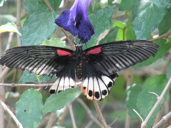 ... und Butterfly-Farms und Schlangenfarmen und Elephantentrainingszentren und und und (ziemlich touristisch).