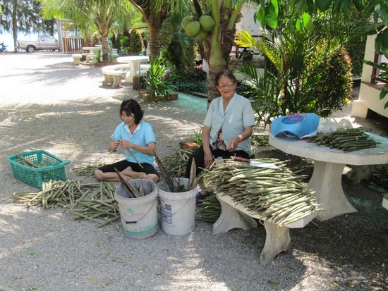 Der Garten wird gepflegt von Jane und ihrer Mutter. Hier wird gerade eine "Baumfrucht" oder "-samen" gepfückt und zu Bündeln geschnürrt. Das meiste wird auf dem Markt verkauft, aber ein Teil davon landet in einer Suppe, der von uns so genannten "Baumsuppe", die für uns leider völlig ungenießbar ist. Man probiert es aber immer wieder, sodaß uns dieser "Baumsuppentag" regelmäßig die Angst in den Nacken treibt.