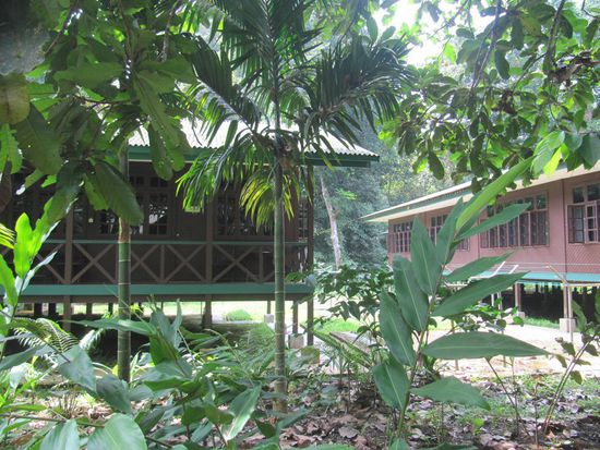 Unser Longhouse in Mulu Park