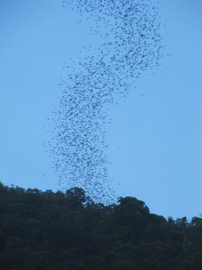 Bat-Exodus aus der Deer-Cave zwischen 4 pm und 6 pm (wenn man Glück hat, so wie wir).