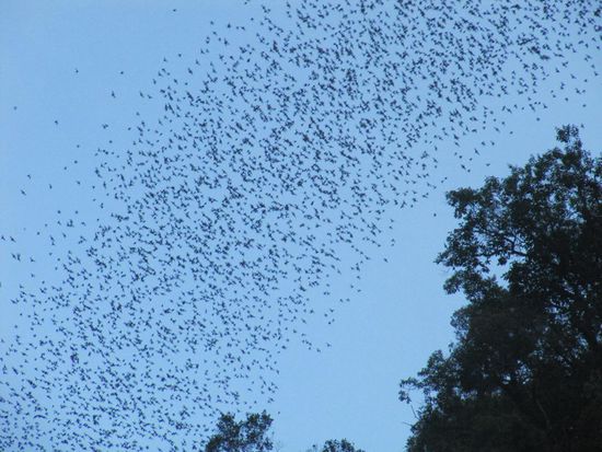 Ca. 3 Millionen Fledermäuse verlassen in spektukalären Formationen die Höhle (wozu, klar, zum Fressen, von Mücken übrigens)