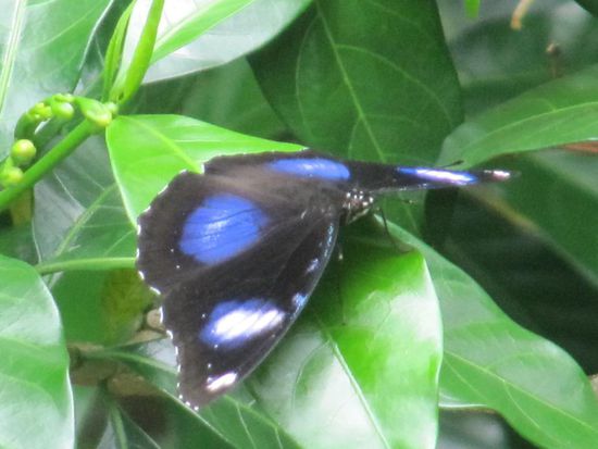 Einer der schönsten Schmetterlinge, die wir einfangen konnten. Es gab so viele, sooo schöne, die leider viel zu flatterig waren anstatt sich fotografieren zu lassen.