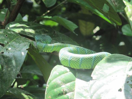 Green Viper (tödlich), ca. 40 cm nah