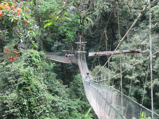 Canopy Skywalk in Mulu (wohl einer der längsten der Welt?), ca. 30m über Grund