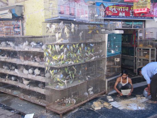 Vögel werden hier verkauft.