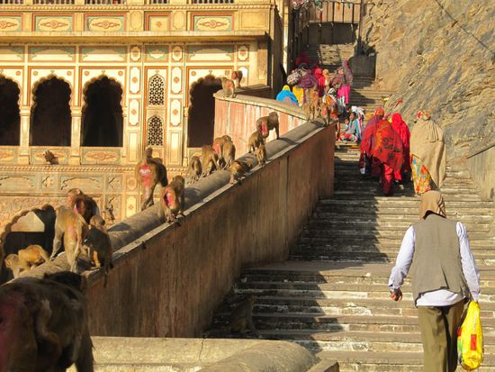 Morgens ziehen die Dorfbewohner und die mehr als 5000 Makaken gemeinsam den Berg hinauf.